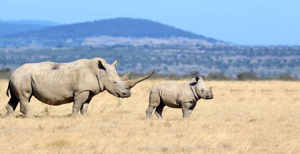 ShotSpotter Combats Rhino Poaching in South Africa’s Kruger National Park