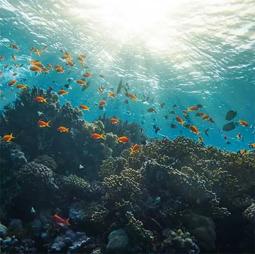 a large group of fish swimming over a coral reef