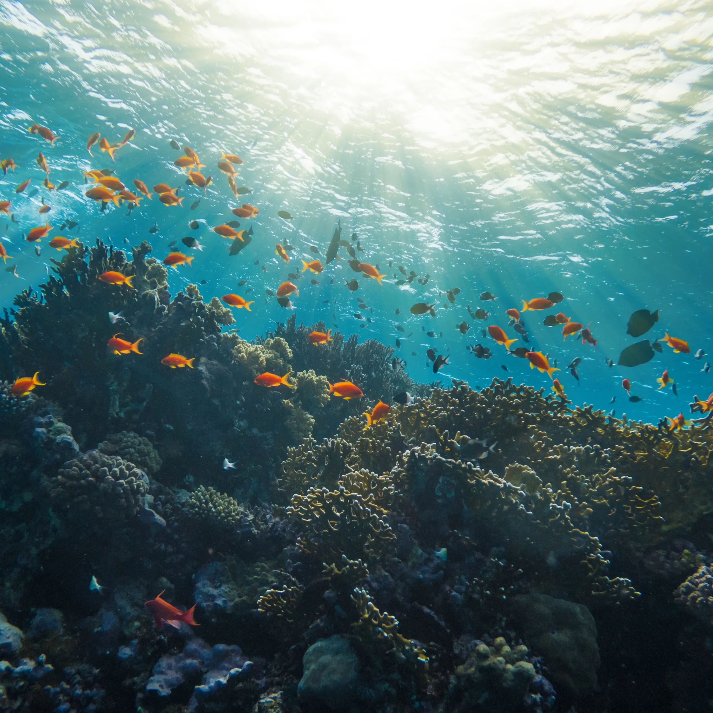 a large group of fish swimming over a coral reef