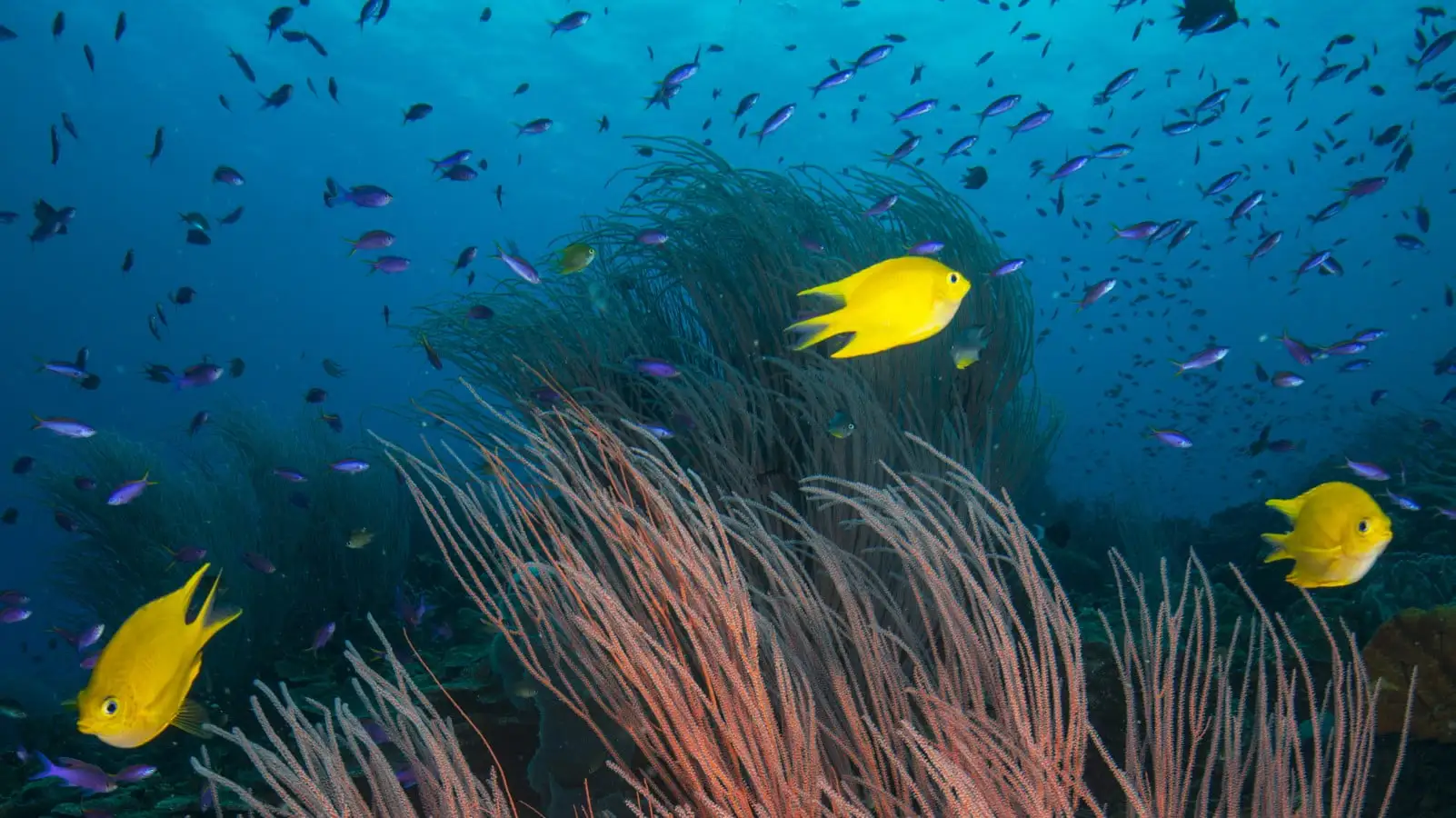 a group of yellow fish swimming over a coral reef