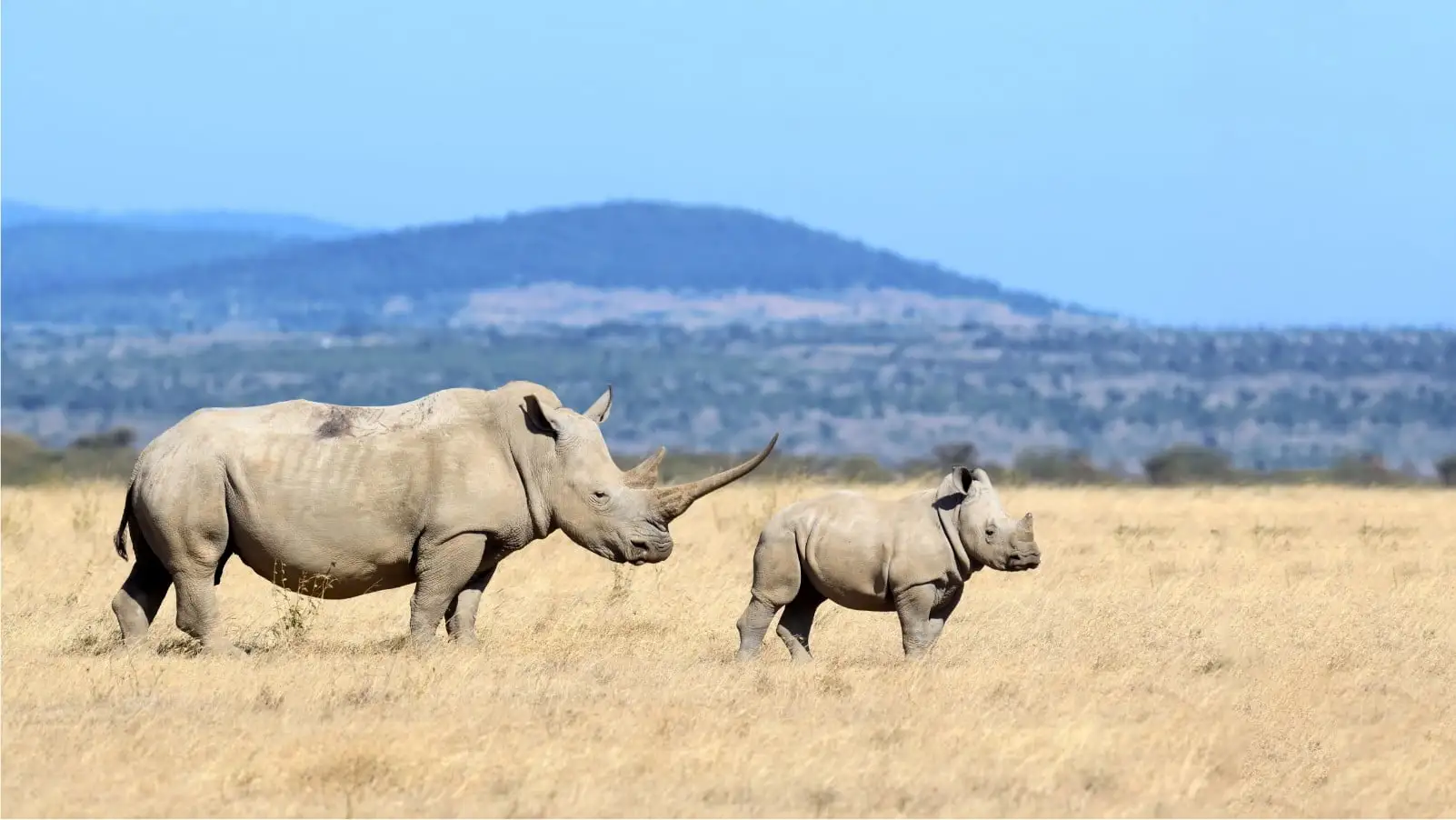 a couple of rhinos walking across a dry grass field